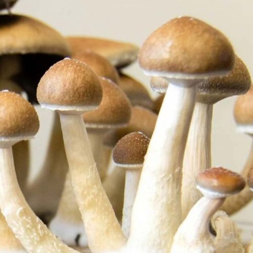 Toronto-based company partners with Wiz Khalifa on line of psychedelic and functional mushrooms
